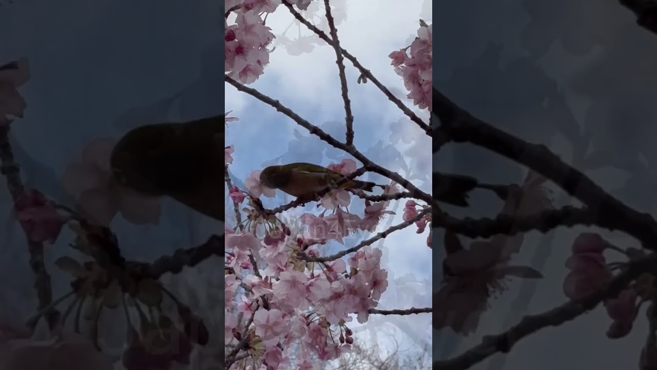 ജപ്പാനിലെ പക്ഷിക്കൂട് ക്യാമറയിൽ കിട്ടിയ കാഴ്ച | Japan Malayali #lifeinjapan #minivlog