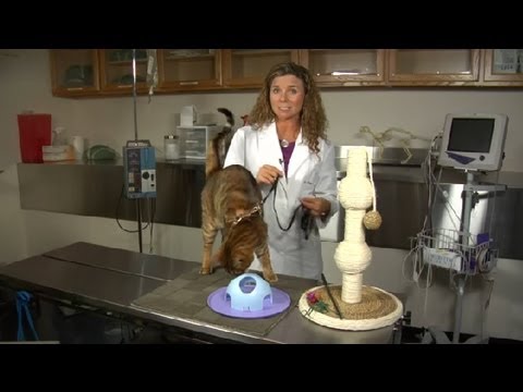 How to Tame a Hyperactive Cat : Cat Health Care & Behavior