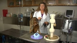 How to Tame a Hyperactive Cat : Cat Health Care & Behavior