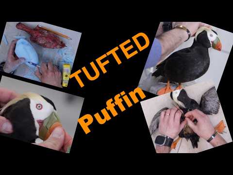 Tufted Puffin Triangle Island Project