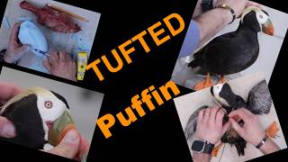 Tufted Puffin. Triangle Island project.
