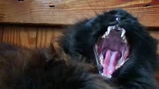 Hello Black Kitty - From Wild to Domesticated - My Favorite Cat