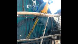 Macaw Rio dancing to john Lee Hooker