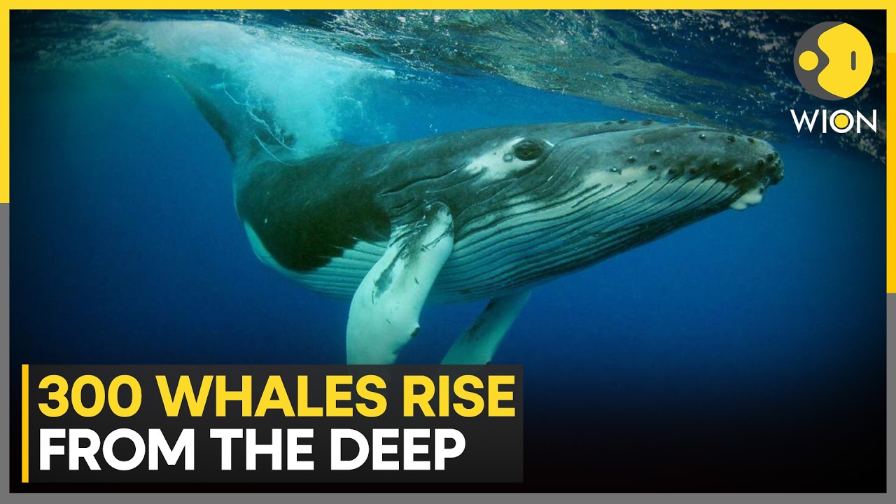 Epic Whale Gathering Breaks The Internet | WION News