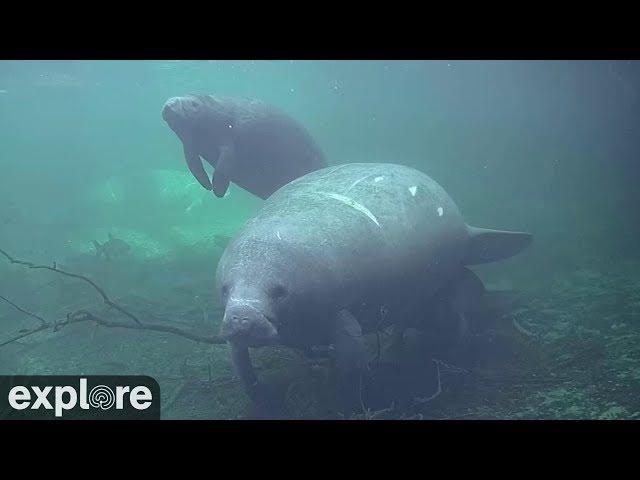 ホモサッサ・スプリングス マナティー水中