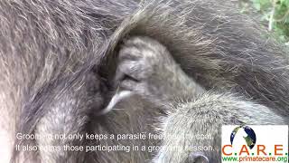 Grooming - allogrooming - baboons