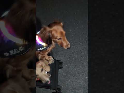 園芸 ミニチュアチュサンヤシ、ドワーフウィンドミルヤシ