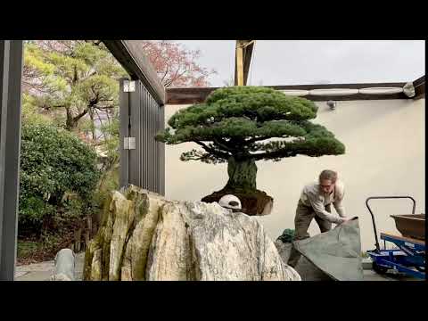 Repotting the World-Famous Yamaki Pine (Timelapse)