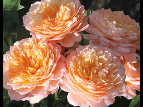 Роза Андре Тюрка (Andre Turcat, Андрэ Тюрка) Шраб. Первое цветение!