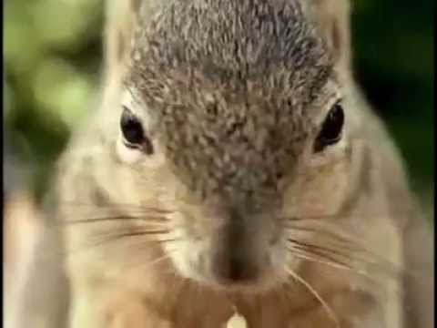 bud light Werbung Eichhörnchen