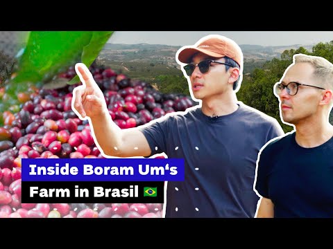 Why Growing Speciality Coffee Is Hard: Inside Barista Champion's Coffee Farm 🌱 🇧🇷