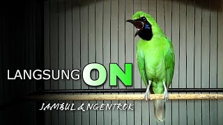 Download lagu LANGSUNG ON || CUCAK IJO GACOR JAMBUL DAN NGENTROK SPONTAN BIKIN EMOSI mp3 Download lagu LANGSUNG ON || CUCAK IJO GACOR JAMBUL DAN NGENTROK SPONTAN BIKIN EMOSI mp3