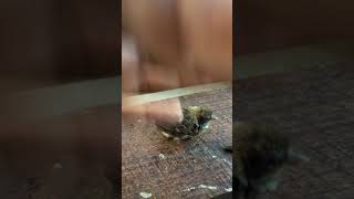 Download lagu Meloloh paksa anakan burung gereja mp3