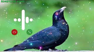 Download lagu new koyal bird ringtone || new koyal bird ringtone 2023 mp3