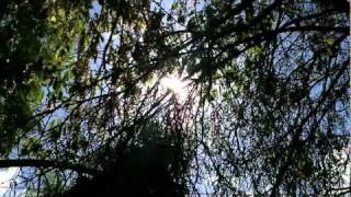 Meditation Video set to Panda Bear's Scheherazade