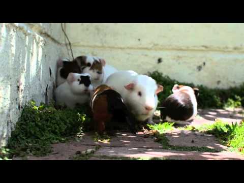 Guinea Pig spring family reunion