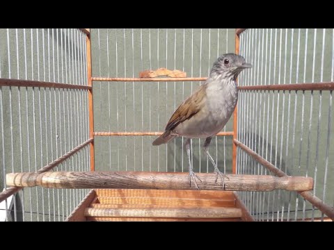 O MELHOR VIDEO DE CANTO DO SABIÁ DE 2023  THRUSH BIRD