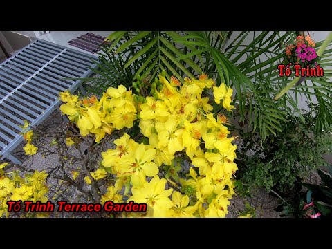 Hoa Mai Nở Vào Mùng 2 Tết Tân Sửu 2021