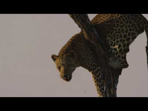 FILM CREW ATTACKED BY LEOPARD!!!