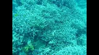 preview picture of video 'Sea Pearl Divers House Reef'