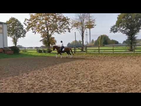 „Sammy“ 3yo Sarotti Mokka Sahne x Weltruhm, aka „Mr Bulletproof“ FOR SALE