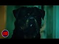 Attack Dog Doesn T Give Up The Chase Don T Breathe 2016 Now Scaring