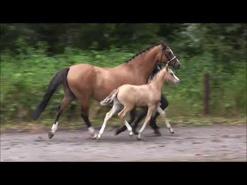 PAV Tiny Wonder NEU vom 5.7.21