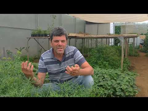 GOI Parco Commestibile - Dalle isole Azzorre un'esperienza di orticoltura innovativa