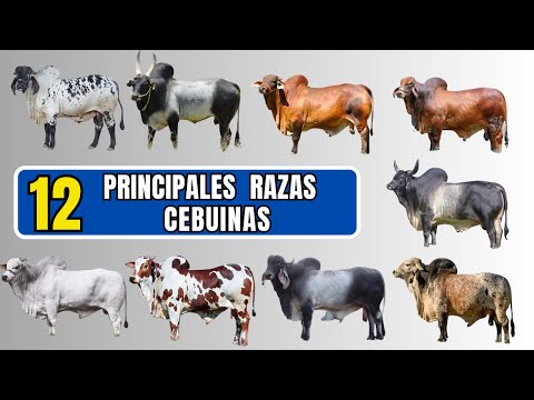 , title : '12 razas cebuinas más importantes dentro del ganado cebú'
