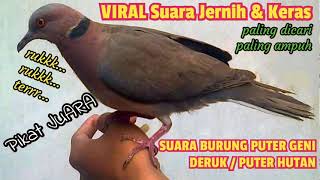 Download lagu SUARA BURUNG PUTER GENI / DERUK HUTAN 𝙅𝘼𝙉𝙏𝘼𝙉. VIRAL paling dicari jernih, keras, durasi panjang mp3