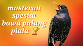 Download lagu Masteran Burung Juara Lapangan | Suara Tajam & Kristal! mp3