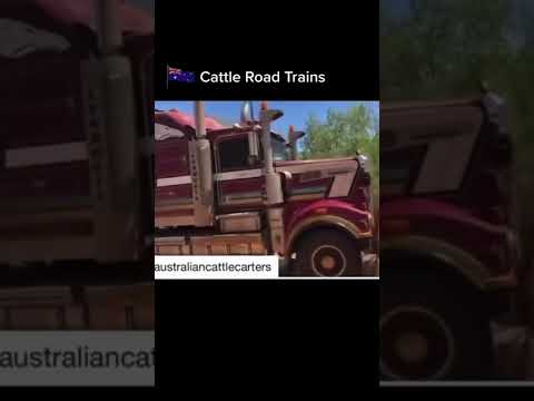 Cattle Road Trains #truck #theoutback #australia #kenworth #rivercrossing #bridge #skills