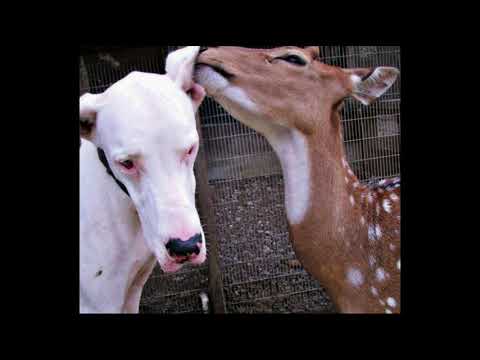 Friends at the Boo Boo Zoo, Part 1