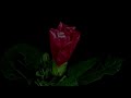 i want someone badly by jeff buckley