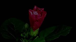 i want someone badly by jeff buckley