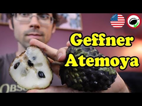 Geffner Atemoya - Weird Fruit Explorer Ep 344