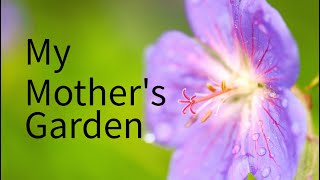 My mother's Garden