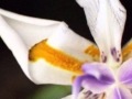 Joe Henderson- A Flower Is A Lovesome Thing