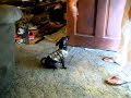 Bella Dancerella