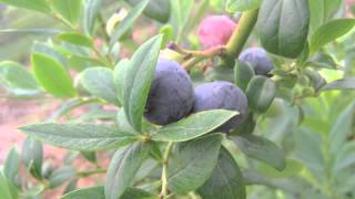 Blueberry Hill - Elvis Presley