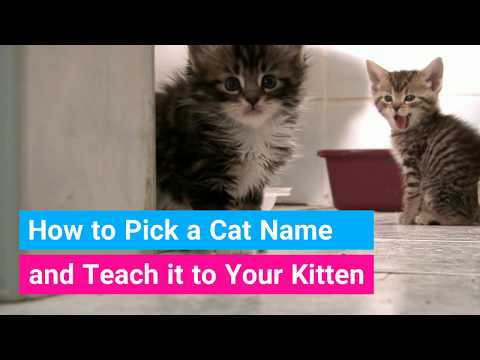 How to Teach a Cat its Name