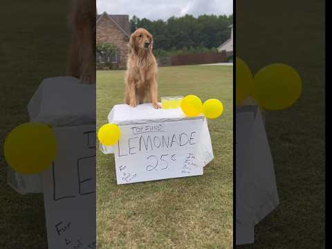 My dog is rich…but might get arrested… #dog #goldenretriever