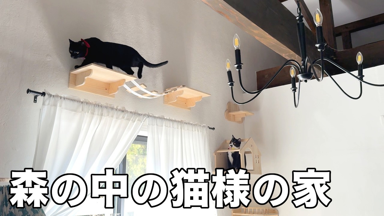 子猫達のためにキャットウォークがどんどん増えていく森の家［森の中でひとりと犬猫暮らし］