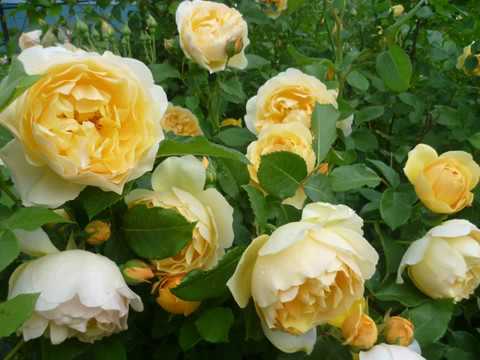 Роскошь английских роз. Часть 1.