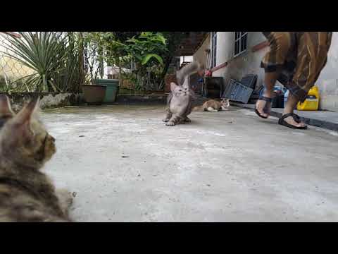 Sample video Slo-Mo FHD 240fps (Asus ROG Phone II Strix Edition)