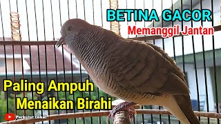 Download lagu Suara Perkutut Betina Gacor Memanggil Jantan Pancingan Birahi Agar Cepat Bunyi Gacor Paling Ampuh  mp3