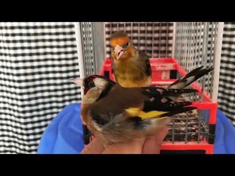 Mulet de chardonneret accouplé la femelle de chardonneret / mule goldfinch X female of goldfinch