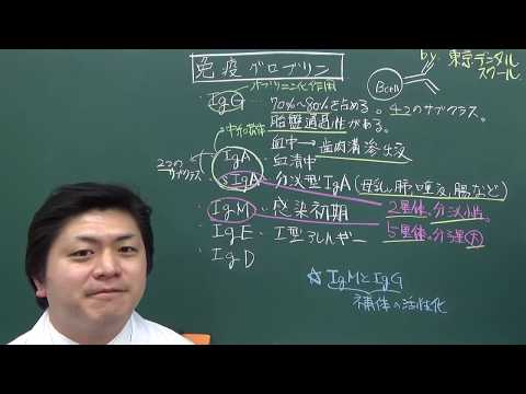 免疫グロブリンスーパーファミリーについて詳しく解説