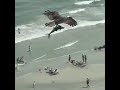 Eagle carrying shark || Is That Bird Holding A Shark? Viral Video