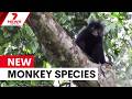 New Monkey Species Discovered In Congo 7NEWS